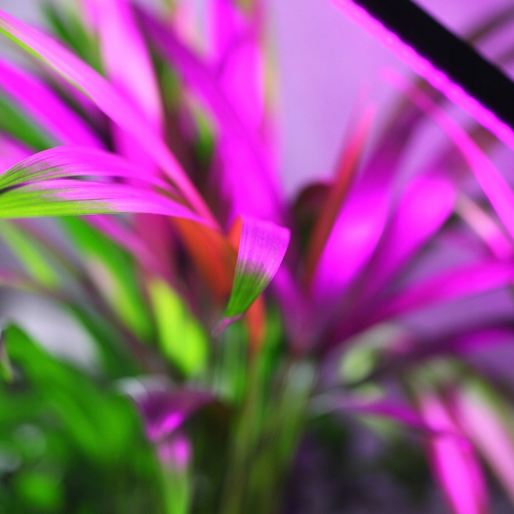 LAMPA DO WZROSTU UPRAWY ROŚLIN LED GROW LIGHT TIMER 9 POZIOMÓW ŚWIECENIA