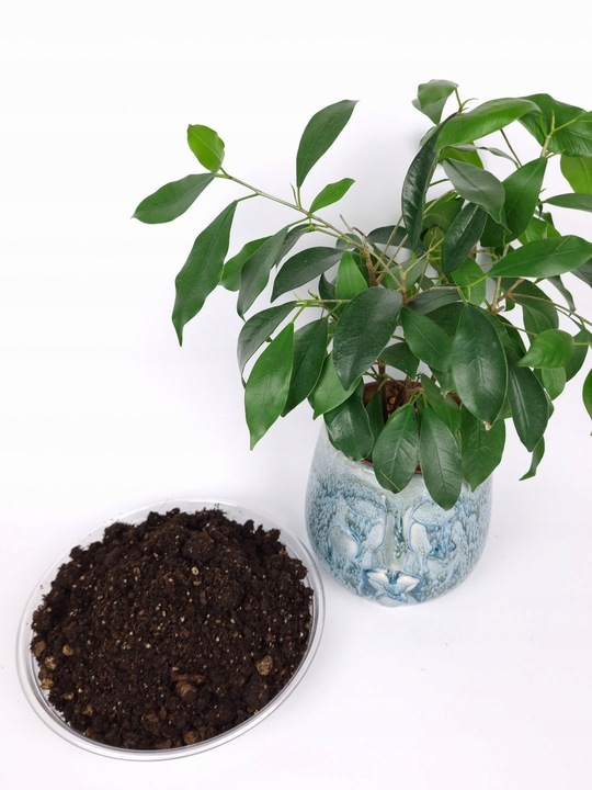 ZIEMIA DO KWIATÓW DONICZKOWYCH monstery palm juk zamiokulkasa