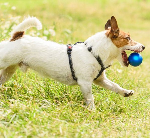 SZELKI GUARD DLA PSA REGULOWANE MOCNE BEZUCISKOWE WYGODNE PORZĄDNE roz. L