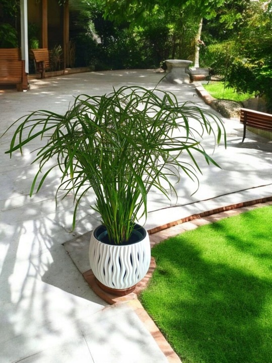 Papirus Cibora zmienna Cyperus alternifolius do Domu Ogrodu i Oczek