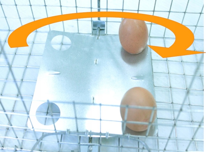 ŻYWOŁAPKA PUŁAPKA NA KUNY SZCZURY ŁASICE NORKI TCHÓRZE ŁASKI ŁAPKA