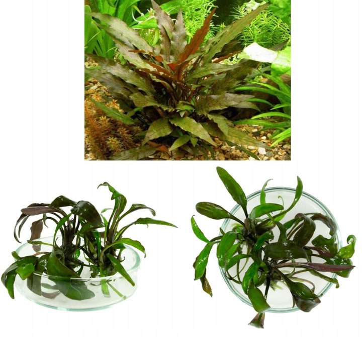 ZESTAW ROŚLIN środkowy plan środek ŁATWY ZESTAW ROŚLIN + gratis PĘSETA