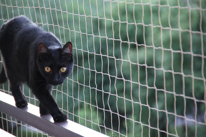 ZESTAW SIATKA NA BALKON DLA KOTA GOŁĘBIE 4x2m, OCZKO 50mm BEZ WIERCENIA