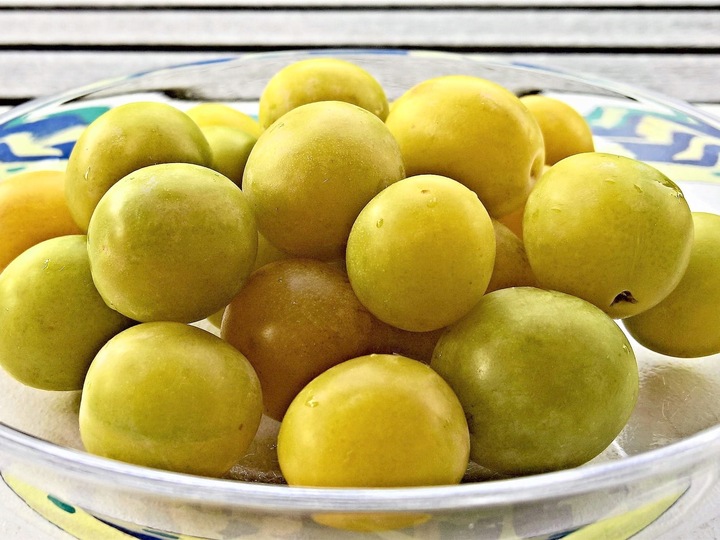 Śliwa RENKLODA ULENA wczesna ŻÓŁTA SAMOPYLNA / sadzonka / sadzonki