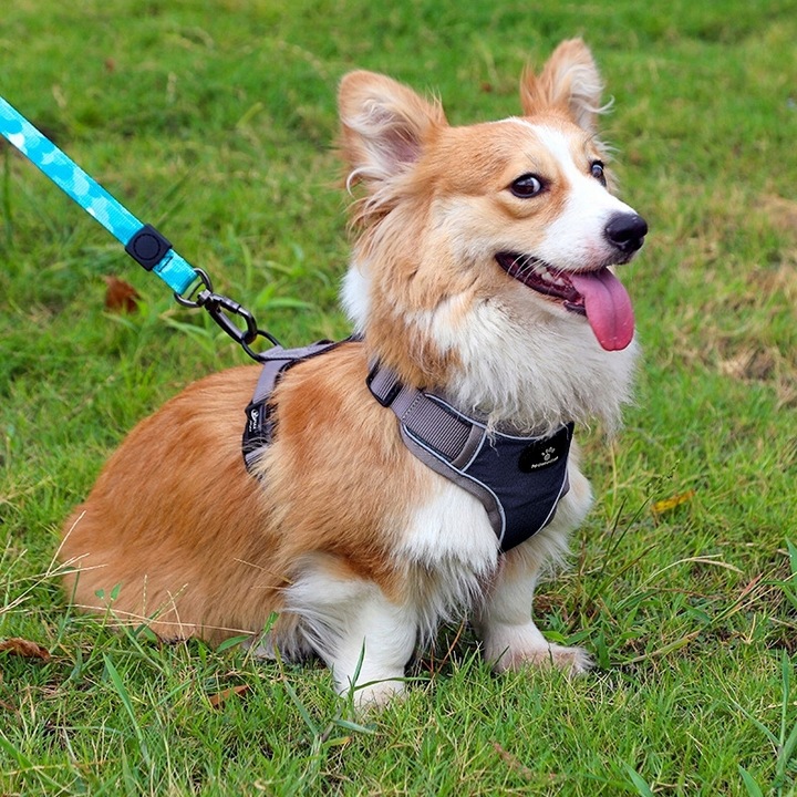 SZELKI DLA PSA TYPU GUARD BEZUCISKOWE REGULOWANE ODBLASKOWE SPACEROWE r. M