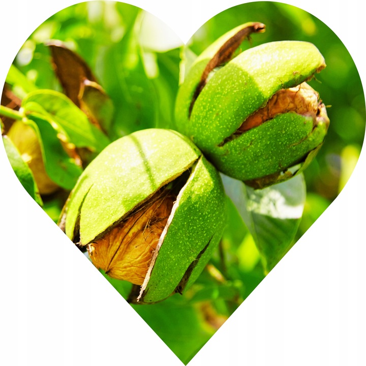 orzech włoski JACEK 146cm. Smak, który zna swoje miejsce – na podium.