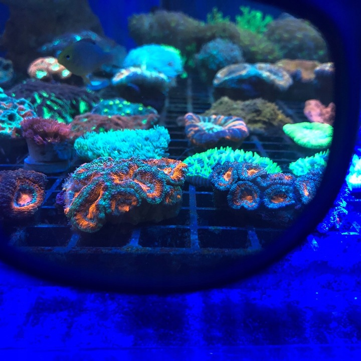 OKULARY DO OBSERWACJI KORALI od DD!