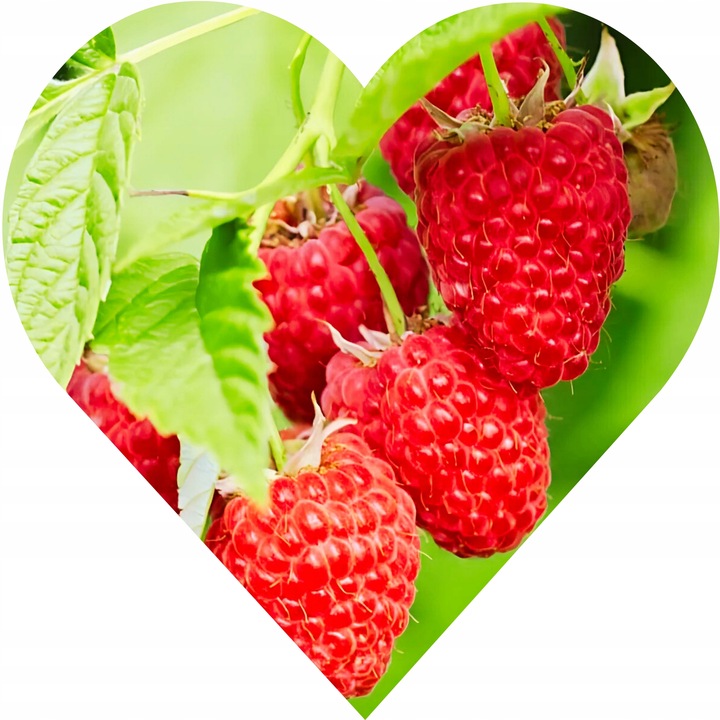 Malina CZERWONA JESIENNA , Soczyste owoce, szybki wzrost, plenna