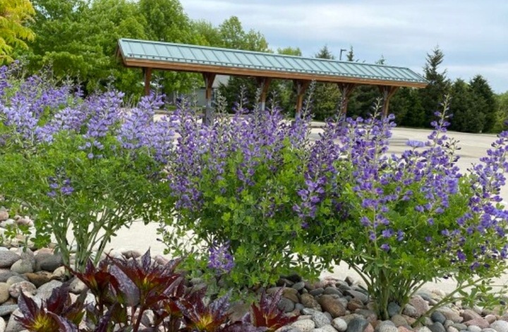 Baptysja Błękitna Bylina DŁUGOWIECZNA Mrozoodporna -35 Stopni Sadzonka