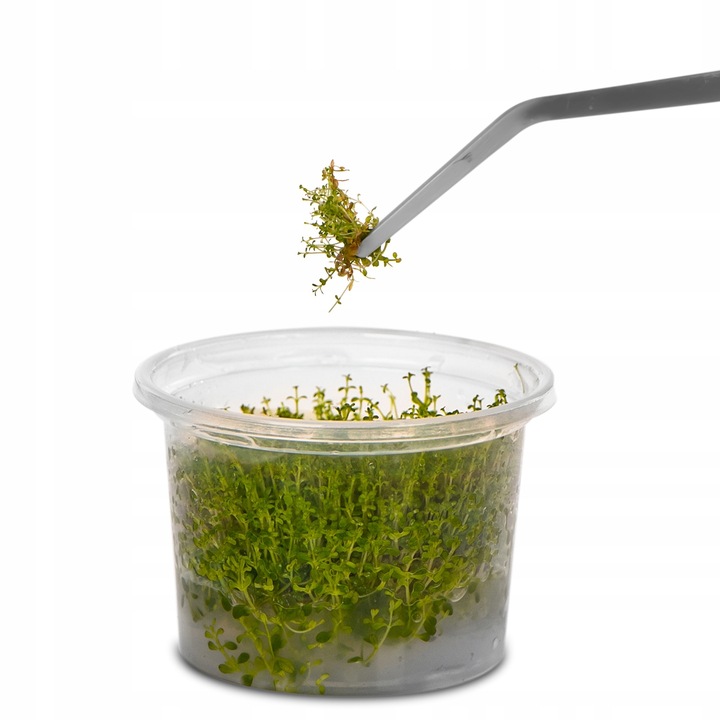 PĘSETA DO AKWARIUM DŁUGA ZAGIĘTY KONIEC 48cm