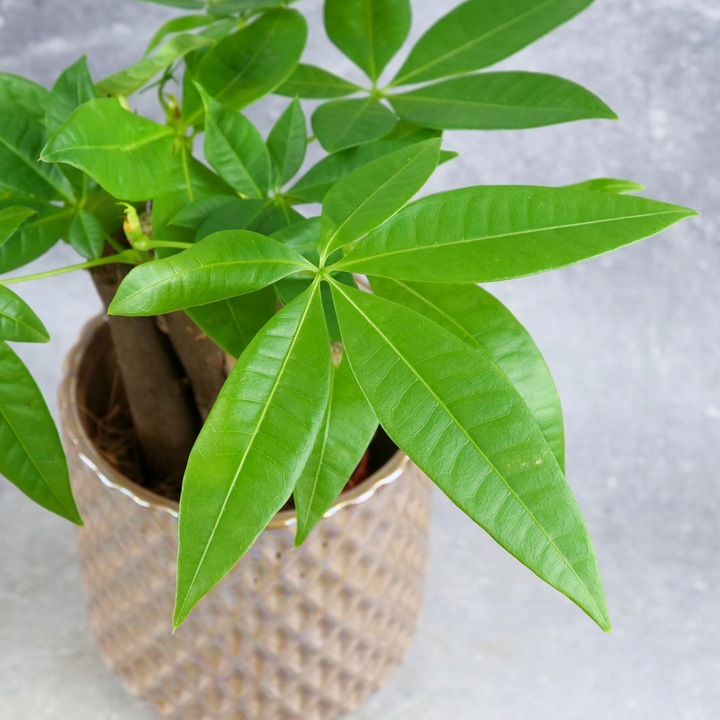 Pachira Aquatica Pachira wodna drzewko szczęścia! D9cm TYPU BONSAI