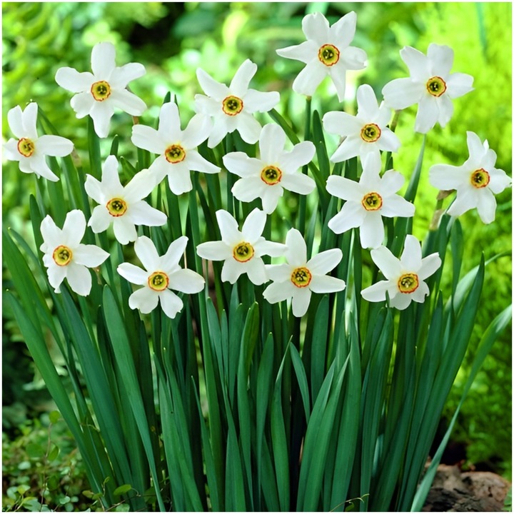 NARCYZ cebulki MIX BOTANICZNY odporne i trwałe 100 szt. + GRATIS