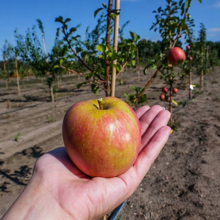 SADZONKI DRZEWKA OWOCOWE JABŁOŃ SZAMPION SŁODKA NAJLEPSZA I SOCZYSTA