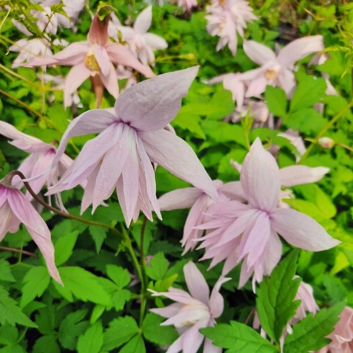 Clematis botaniczny MARKHAM'S PINK POWOJNIK najobficiej kwitnie 1L