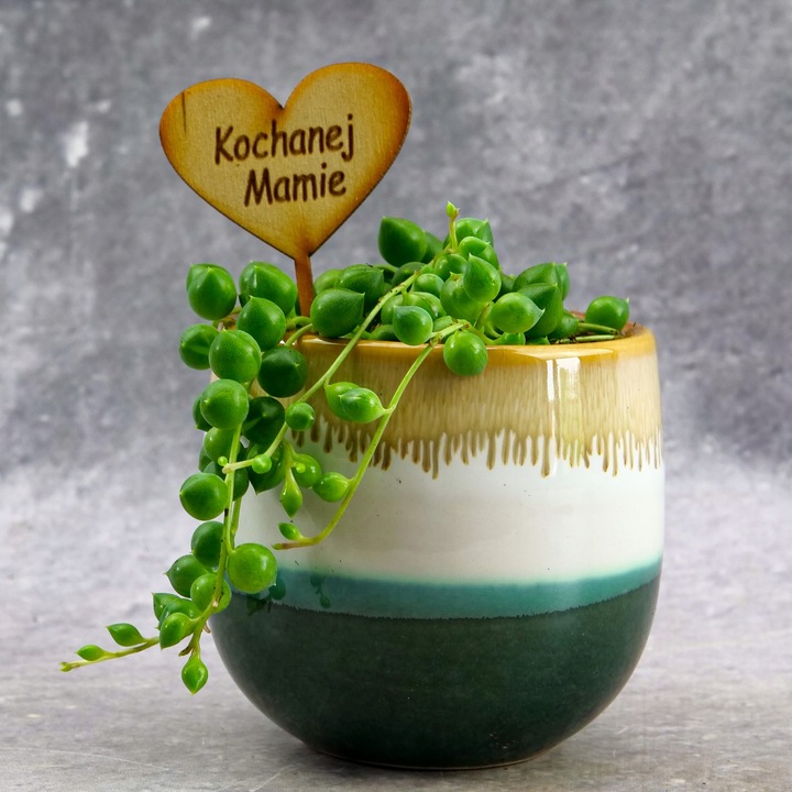 SENECIO rowleyanus STARZEC ROWLEYA D6cm ZIMOWE ZABEZPIECZENIE