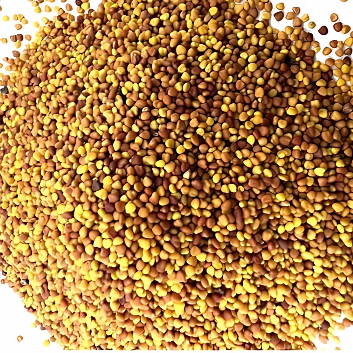 MIKROKONICZYNA NASIONA KONICZYNA DROBNOLISTNA BIAŁA 500G GĘSTA dekoracyjna