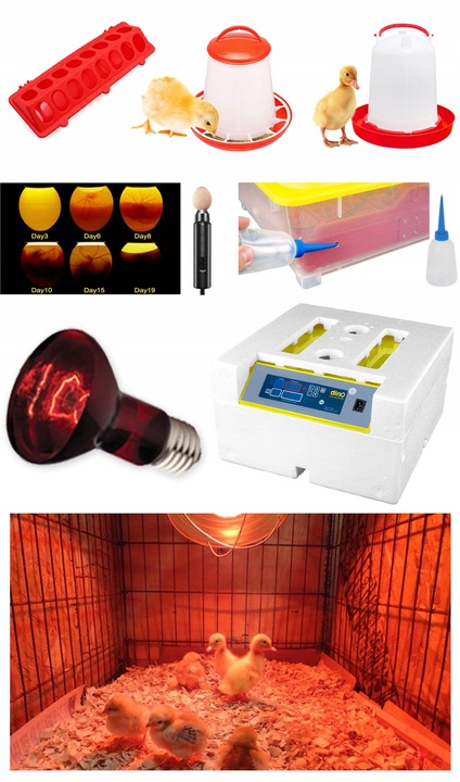 Kompletny zestaw INKUBATOR AUTOMATYCZNY DINO do 56 JAJ DROBIU Różne GATUNKI