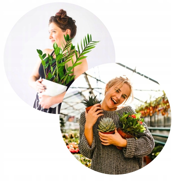 Zamiokulkas Zamiolistny ŻELAZNA ROŚLINA Zamia Ładna Duża Zdrowa