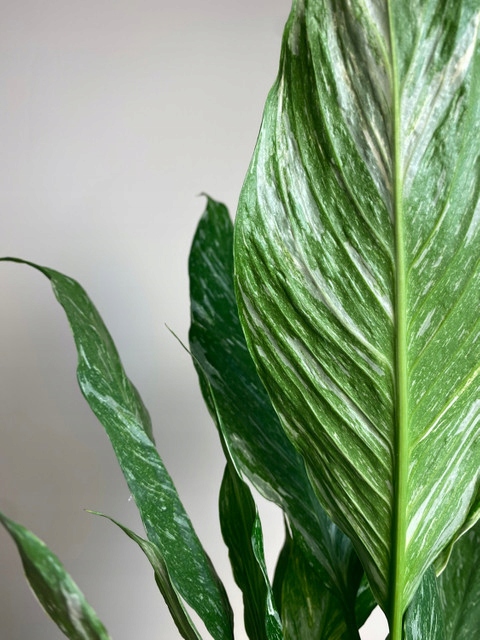 Spathiphyllum Diamond variegated Skrzydłokwiat z biało zielony liśćmi