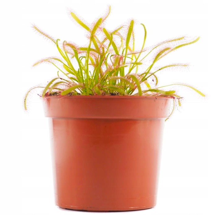 Drosera Capensis CZERWONA ROSICZKA Przylądkowa TROPIKALNA Owadożerna -
