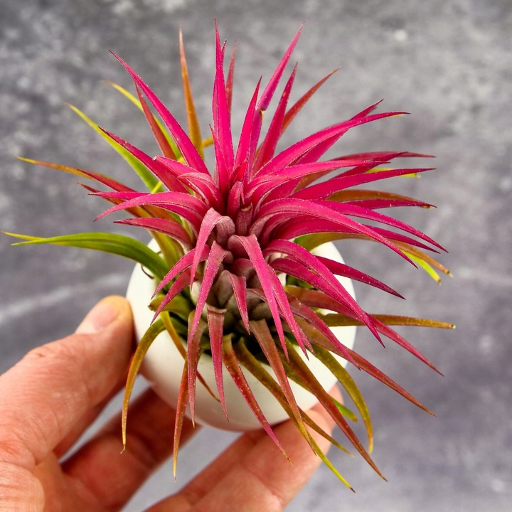 Tillandsia OPLĄTWA ionantha Intensywnie czerwona W ZIMOWYM OPAKOWANIU