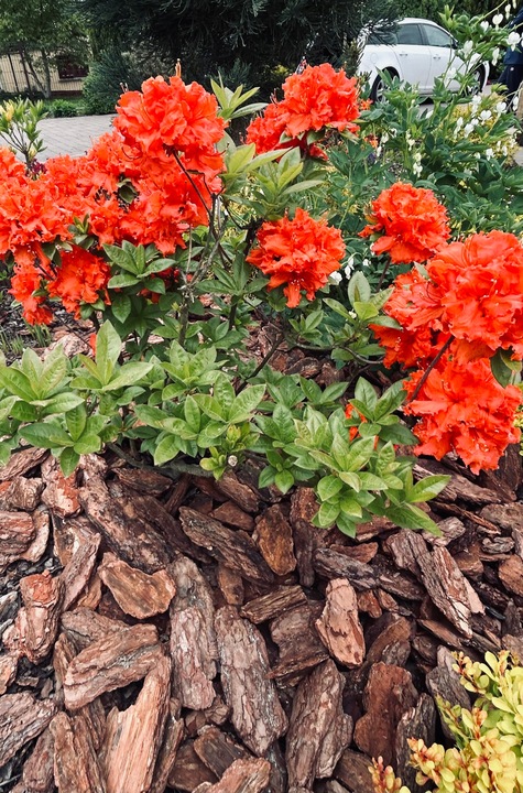 KORA SOSNOWA 80-130mm 8-13cm PREMIUM SORTOWANA MEGA GRUBA 50L