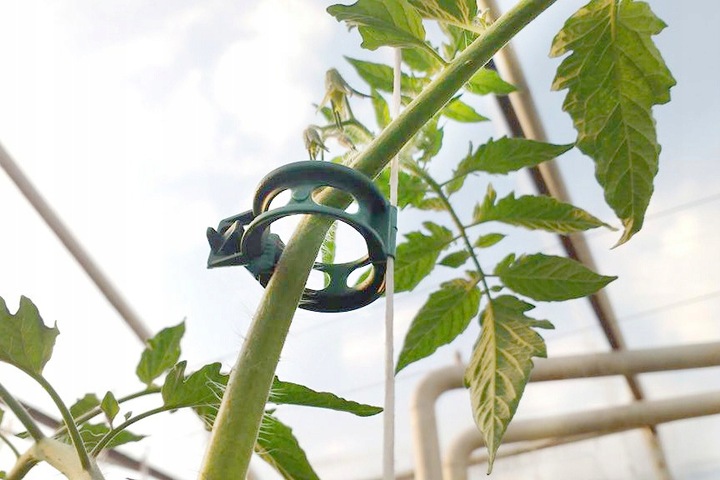 Zapinki klipsy do łodyg pomidorów uchwyt spinacz fasoli pędów 100