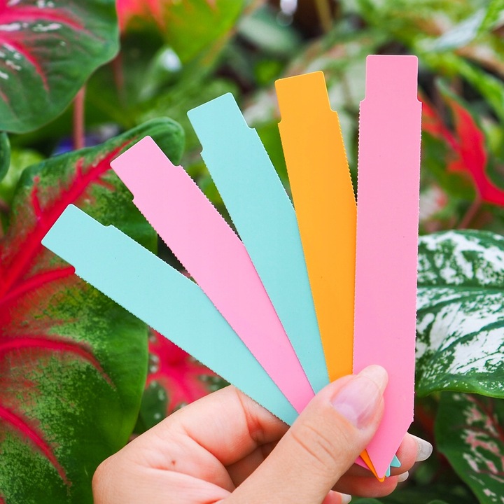 Sansevieria'Moonshine' KSIĘŻYCOWA PIĘKNOŚĆ Sansewieria Wytrzymały