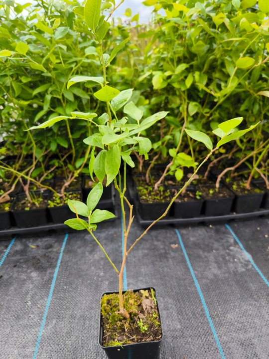 Borówka Amerykańska x6 Najlepiej owocujący zestaw