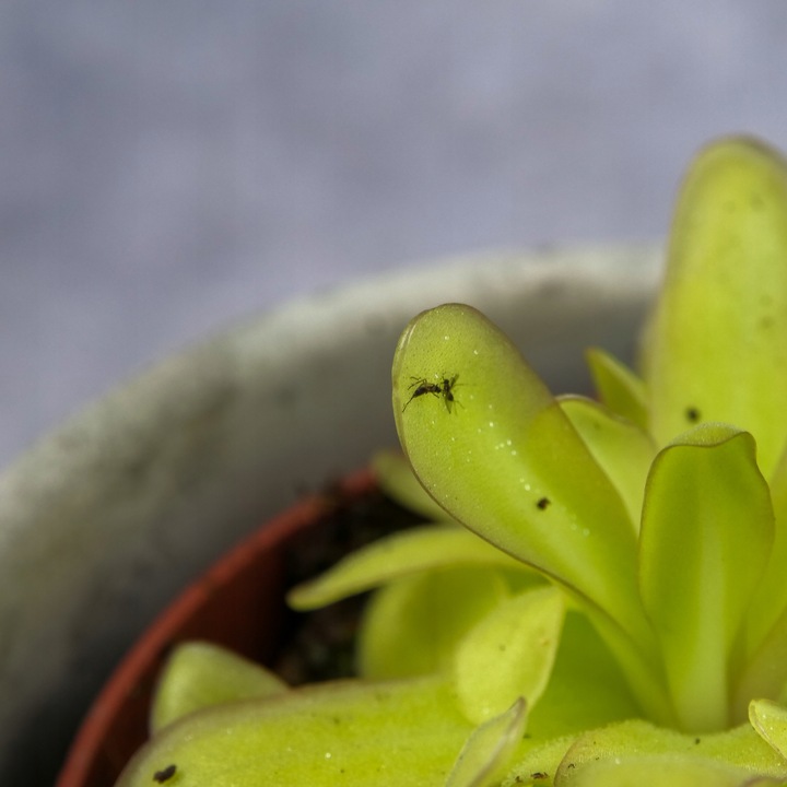 Pinguicula Tłustosz "TINA" idealny na ziemiórki, muszki owocówki itp.