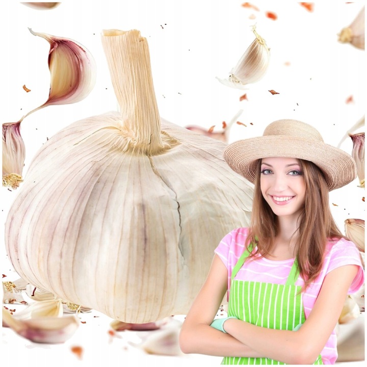 CZOSNEK ZIMOWY HARNAŚ 5,5CM – DUŻE ZĄBKI POLSKA JAKOŚĆ MOCNY PLON