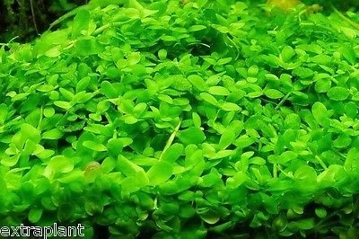 Micranthemum Monte Carlo Dywan 16x11