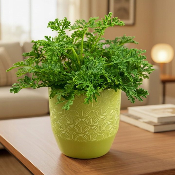 Geranium Anginka PELARGONIA Mosquito Fighter | Intensywny zapach D12cm