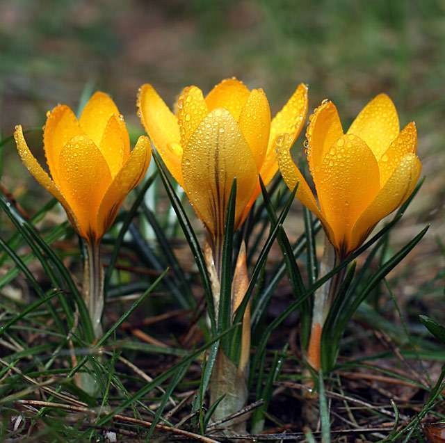 KROKUS cebulki WIOSENNY ŻÓŁTY ROMANCE do donic i gruntu 100 szt. +