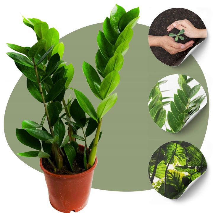 Zamiokulkas Zamiolistny ŻELAZNA ROŚLINA Zamia Ładna Duża Zdrowa