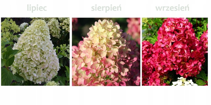 HORTENSJA bukietowa FRAISE MELBA, NEONOWA CZERWIEŃ DUŻA, 3 LETNIA