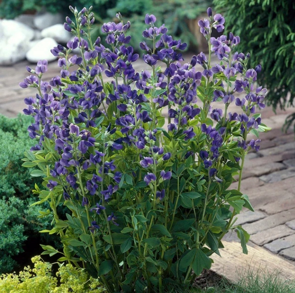 Baptysja Błękitna Bylina DŁUGOWIECZNA Mrozoodporna -35 Stopni Sadzonka