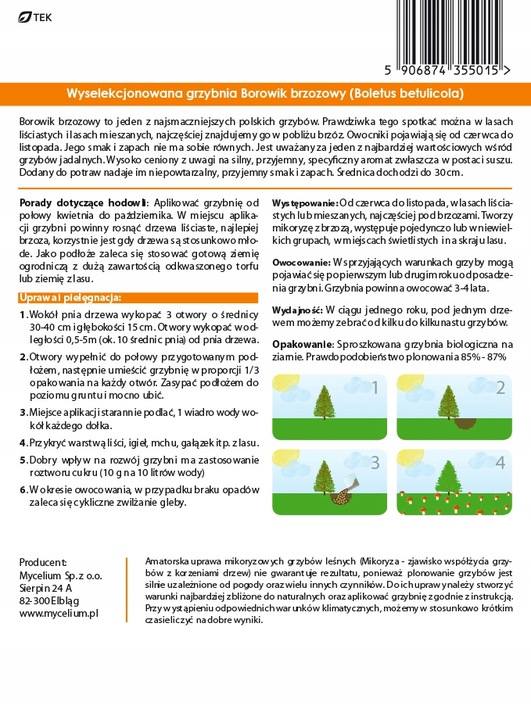 BOROWIK BRZOZOWY grzybnia grzyby leśne Mycelium