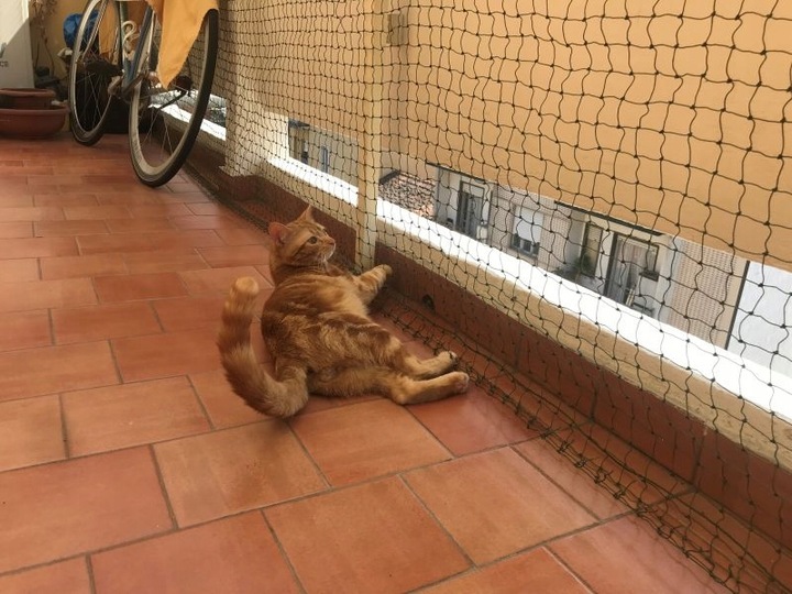 Siatka wzmacniana Trixie dla kota na balkon 2x2 m