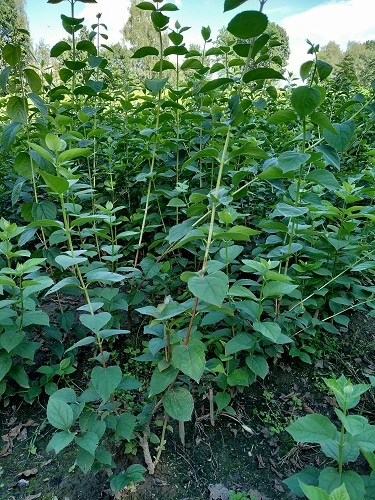 GK JAŚMIN JAŚMINOWIEC WONNY 60-80 CM PACHNĄCE KWIATY SZYBKI ŻYWOPŁOT