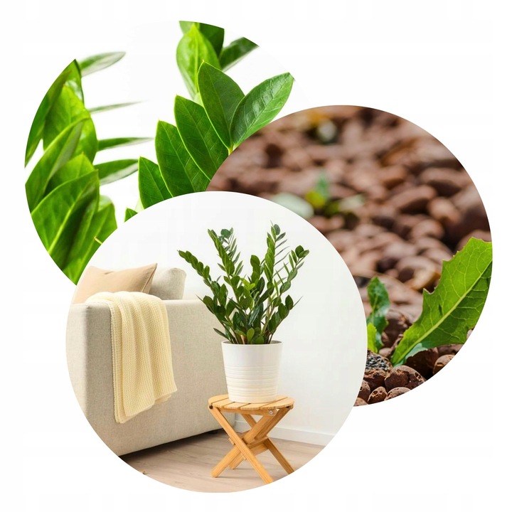 Zamiokulkas Zamiolistny ŻELAZNA ROŚLINA Zamia Ładna Duża Zdrowa