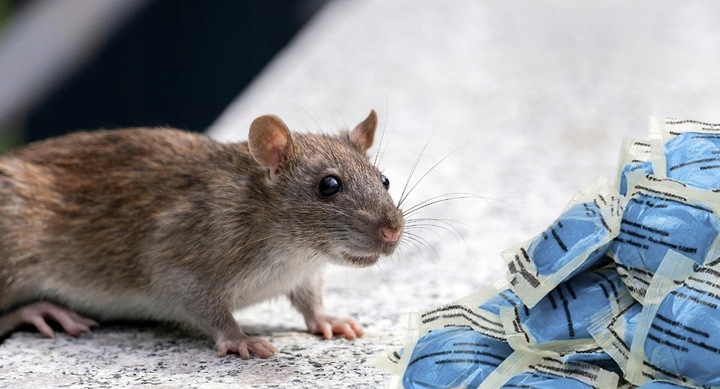 RATIMOR Trutka na szczury i myszy pasta - Trucizna Brodifakum 29ppm