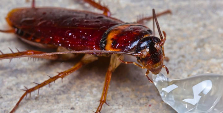 SILNA TRUTKA ŻEL ŚRODEK NA KARALUCHY PRUSAKI STRONG PREPARAT 10G