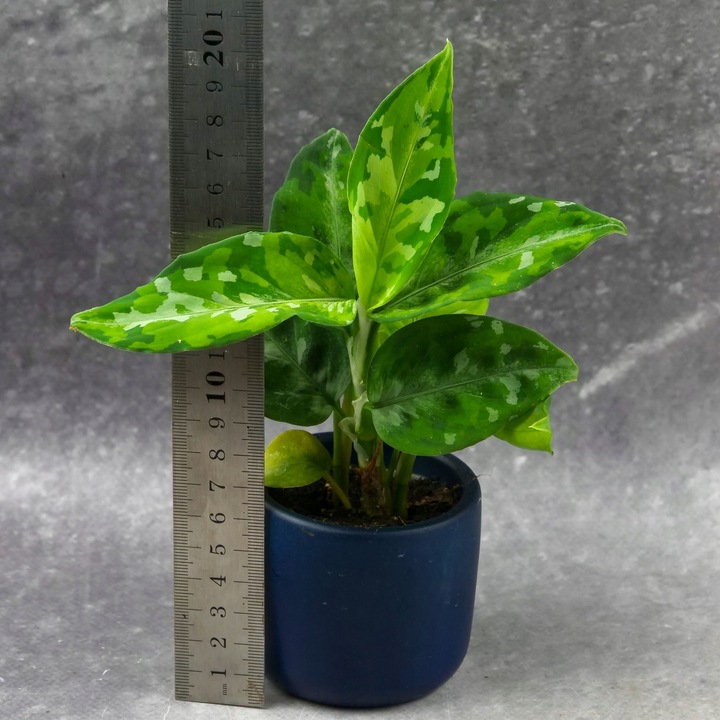 Aglaonema pictum TRICOLOR kolekcjonerska OCIEPLACZ GRATIS D6cm