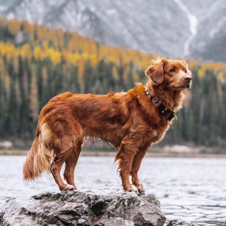 LUPPY Karma sucha dla psów Dorosłych i AKTYWNYCH z kompleksem WITAMIN