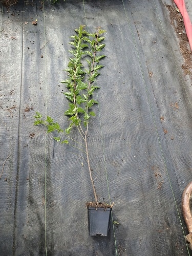 GK KLON TATARSKI GINNALA OGNISTO CZERWONY JESIENIĄ 80-120 CM