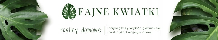 Monstera Monkey Mask Adansonii - Bardzo Ładny Kwiatek Szwajcarski Ser