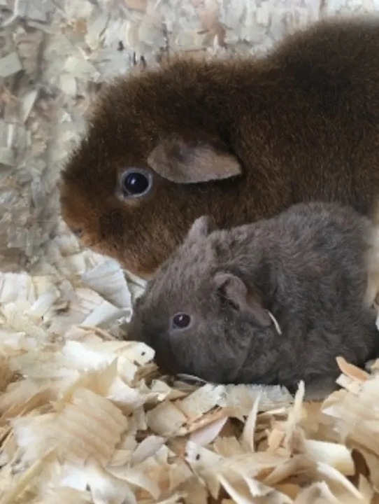 Bezpyłowe trociny ściółka ProBioBED Classic dla gryzoni, koni ODPYLONE 250l