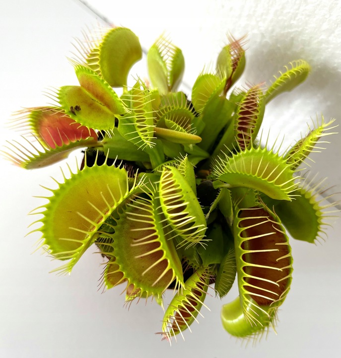 DOROSŁA MUCHOŁÓWKA odm, GIANT TRAP w DONICZCE