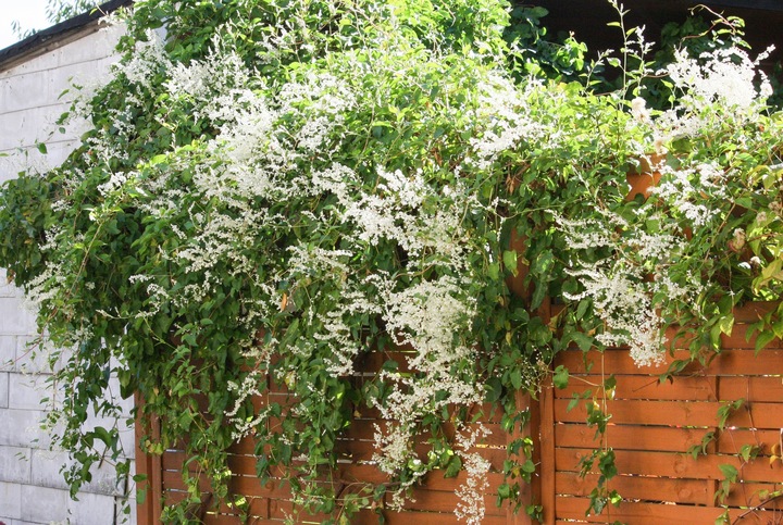 NAJSZYBCIEJ ROSNĄCE PNĄCZE - FALLOPIA ROŚNIE 6 METRÓW NA ROK SADZONKA